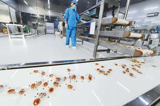 碭山梨香飄萬里 雙十一互聯網熱潮下的助農增收新畫卷